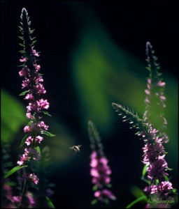 Flower & Bee - Example of Back Light
