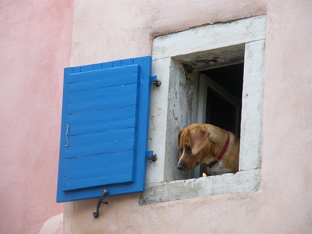 Seeing Light - Dog in Window
